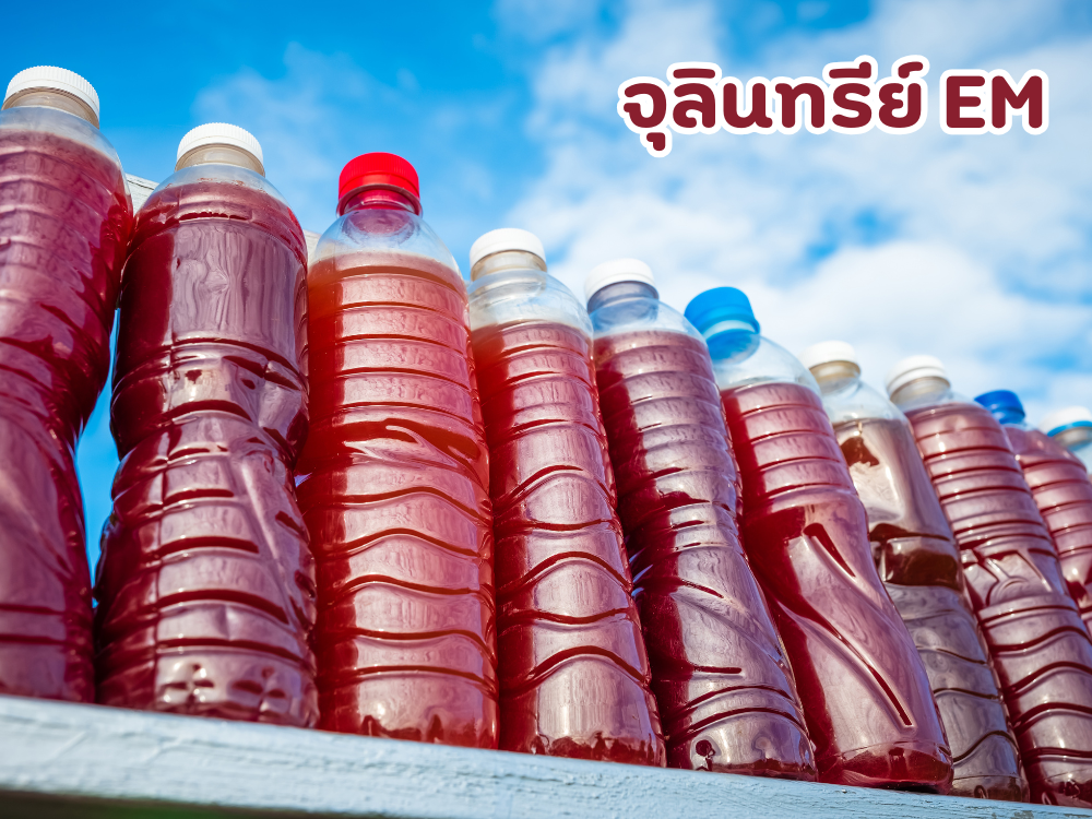 ขวด EM