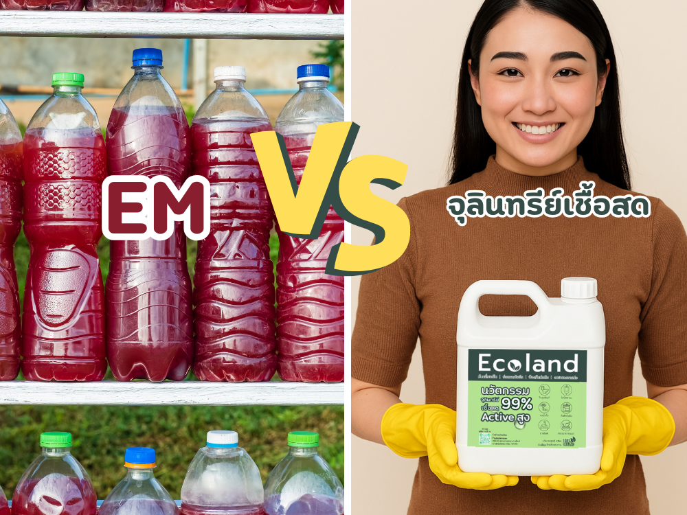 เปรียบเทียบจุลินทรีย์ EM ในขวดพลาสติกกับจุลินทรีย์เชื้อสด Ecoland ที่พร้อมใช้งานทันที